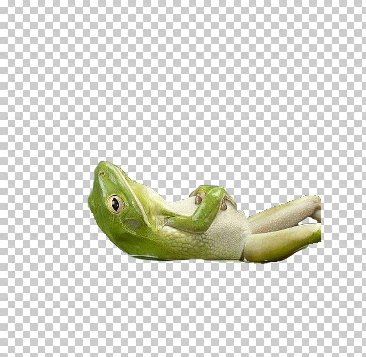 Tree Frog True Frog Reptile Relax PNG, Clipart, Amphibian, Animals, Frog, Organism, Ranidae Free PNG Download