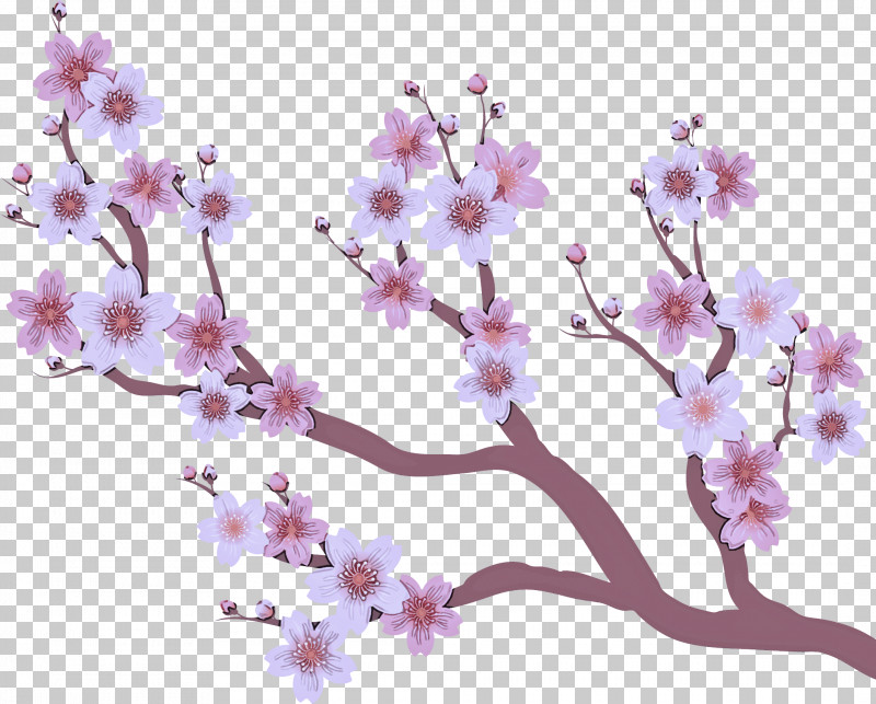 Cherry Blossom PNG, Clipart, Biology, Blossom, Cherry, Cherry Blossom, Flower Free PNG Download