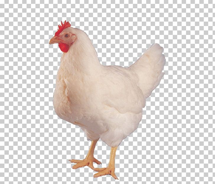 Chicken Or The Egg Hen Aviculture PNG, Clipart, Animal Husbandry, Animals, Beak, Bird, Chicken Free PNG Download