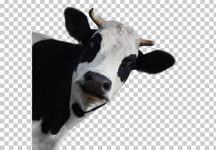 Dairy Cattle Stock.xchng Holstein Friesian Cattle Stock Photography Brown Swiss Cattle PNG, Clipart, Brown Swiss Cattle, Calf, Cattle, Cattle Like Mammal, Cow Free PNG Download