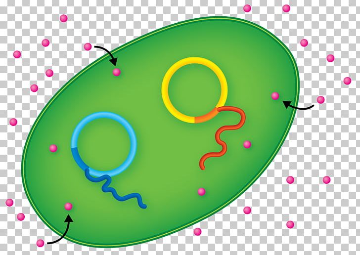 E. Coli Protein Production International Genetically Engineered Machine Eindhoven University Of Technology PNG, Clipart, Acid, Amino Acid, Area, Circle, Cytoplasm Free PNG Download