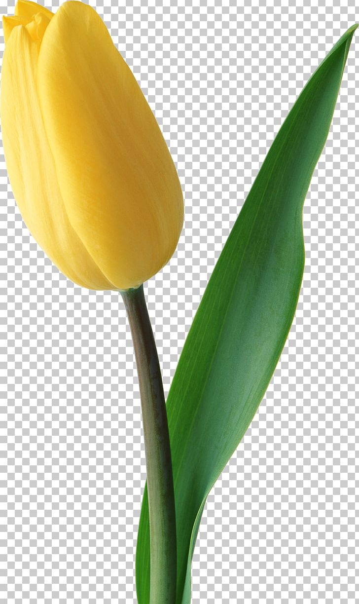 Netherlands Tulip Flower Yellow JD.com PNG, Clipart, Bud, Cut Flowers, Flower, Flowering Plant, Flowers Free PNG Download