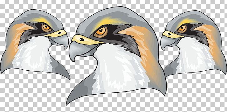 Penguin Bird Of Prey Beak Falcon PNG, Clipart, Animal, Animal Figure, Animals, Beak, Bird Free PNG Download