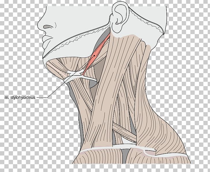 Sternocleidomastoid Muscle Omohyoid Muscle Human Body Muscular System PNG, Clipart, Abdomen, Anatomy, Angle, Arm, Fashion Design Free PNG Download