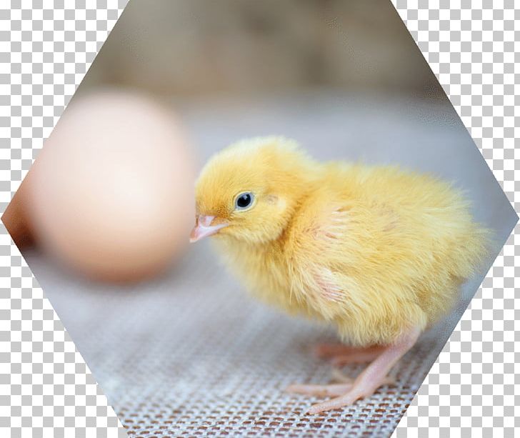 Chicken Best Of AWS PNG, Clipart, Beak, Bigstock, Bird, Chicken, Duck Free PNG Download
