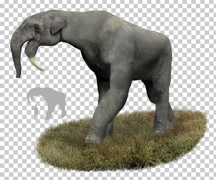 Deinotherium Prehistory Orangutan Elephant Entelodont PNG, Clipart, Animals, Borneo Elephant, Deinotherium, Dinosaur, Elephant Free PNG Download