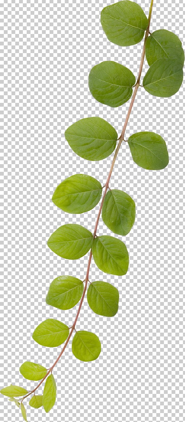 Leaf Branch Green PNG, Clipart, Branch, Gratis, Green, Leaf, Plant Free PNG Download