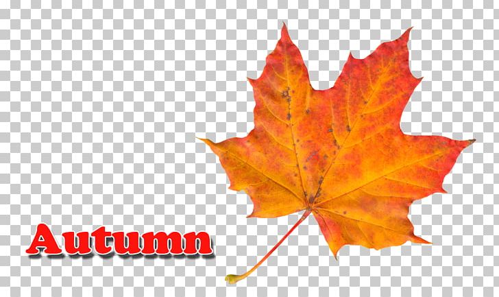 Maple Leaf Autumn Leaf Color PNG, Clipart, Apr, Autumn, Autumn Leaf Color, Autumn Leaves, Dimension Free PNG Download