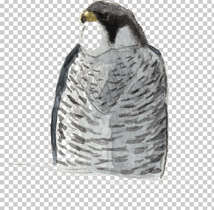 Owl Flightless Bird Hawk Beak PNG, Clipart, Animals, Beak, Bird, Bird Of Prey, Falcon Free PNG Download