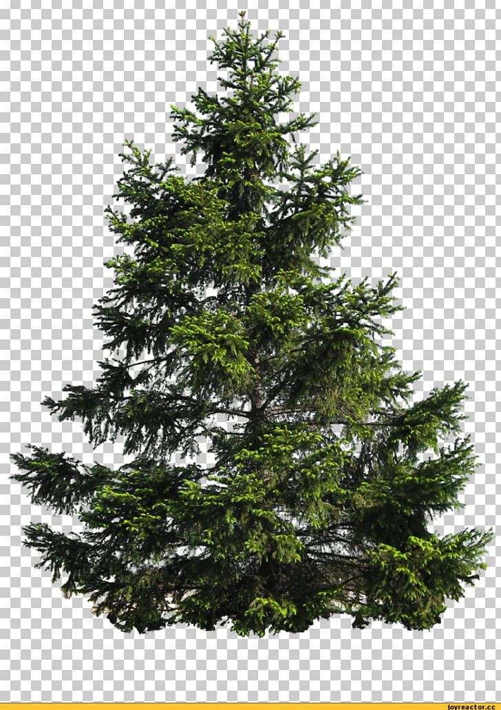 Scots Pine Tree PNG, Clipart, Biome, Branch, Christmas Decoration, Christmas Tree, Clip Art Free PNG Download