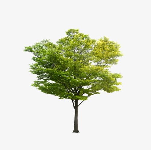 Tree PNG, Clipart, Element, Forest, Tree, Tree Clipart, Tree Clipart Free PNG Download
