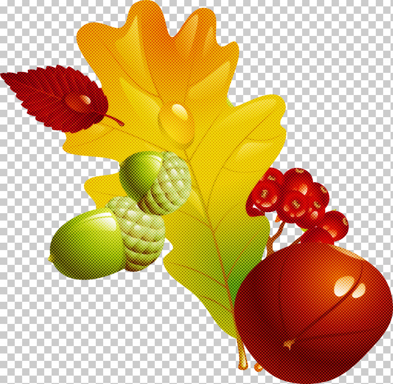 Holly PNG, Clipart, Berry, Flower, Fruit, Grape, Grapevine Family Free PNG Download