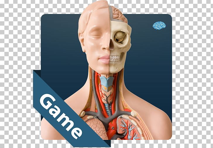 Anatomy Smarter Than... PNG, Clipart, Anatomi, Anatomy, Android, Chin, Ear Free PNG Download