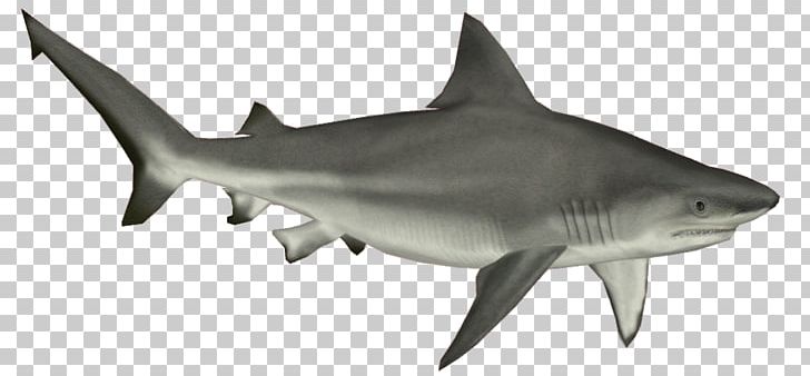 Bull Shark Cartilaginous Fishes PNG, Clipart, Blue Shark, Bull Shark, Carcharhiniformes, Carcharhinus Amblyrhynchos, Cartilaginous Fish Free PNG Download