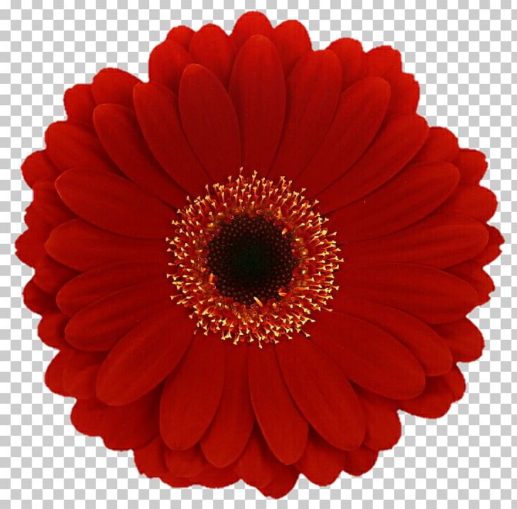 Cut Flowers Transvaal Daisy Red Common Daisy PNG, Clipart, Chrysanthemum, Chrysanths, Color, Common Daisy, Cut Flowers Free PNG Download
