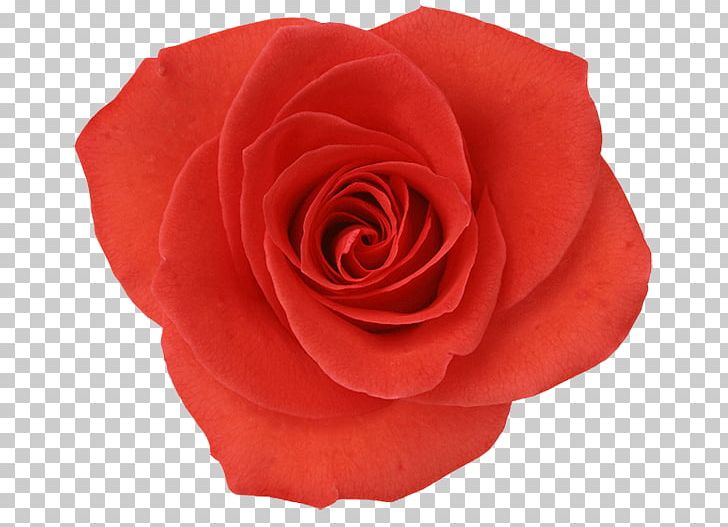 Garden Roses Cabbage Rose Beach Rose Cut Flowers Floribunda PNG, Clipart,  Free PNG Download
