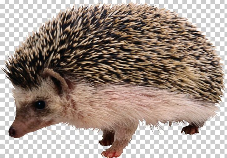 Hedgehog Echidna Porcupine Anteater Rodent PNG, Clipart, Animal, Animals, Anteater, Domesticated Hedgehog, Echidna Free PNG Download