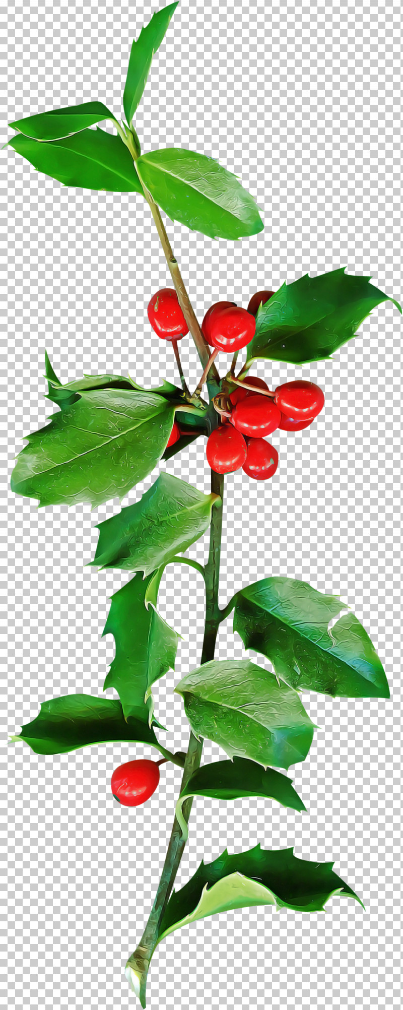 Christmas Holly Ilex Holly PNG, Clipart, Acerola, Acerola Family, Berry, Branch, Christmas Free PNG Download