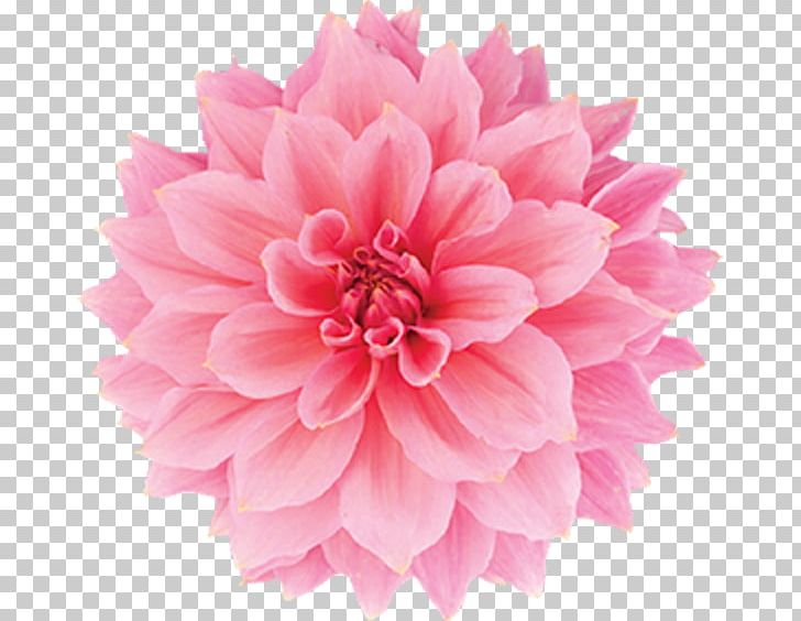 Carnation Pink Flowers Rose Stock Photography PNG, Clipart, Artificial Flower, Carnation, Crystal Flower Shop Inc, Cut Flowers, Dahlia Free PNG Download