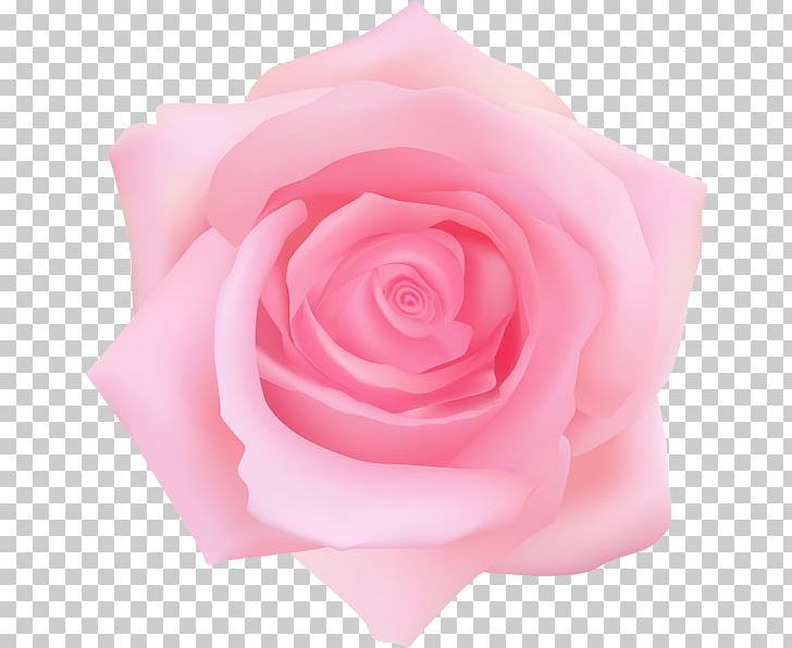 Garden Roses Centifolia Roses Blue Rose PNG, Clipart, Blue Rose, Centifolia Roses, China Rose, Clip Art, Closeup Free PNG Download