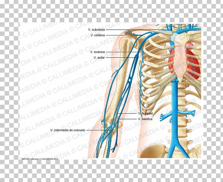 Jugular Vein Human Anatomy Circulatory System PNG, Clipart, Anatomy, Arm, Axillary Vein, Blood Vessel, Circulatory System Free PNG Download