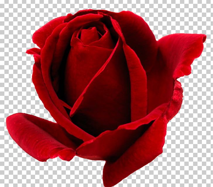 Rose Desktop Red PNG, Clipart, Bud, China Rose, Clip Art, Closeup, Computer Icons Free PNG Download