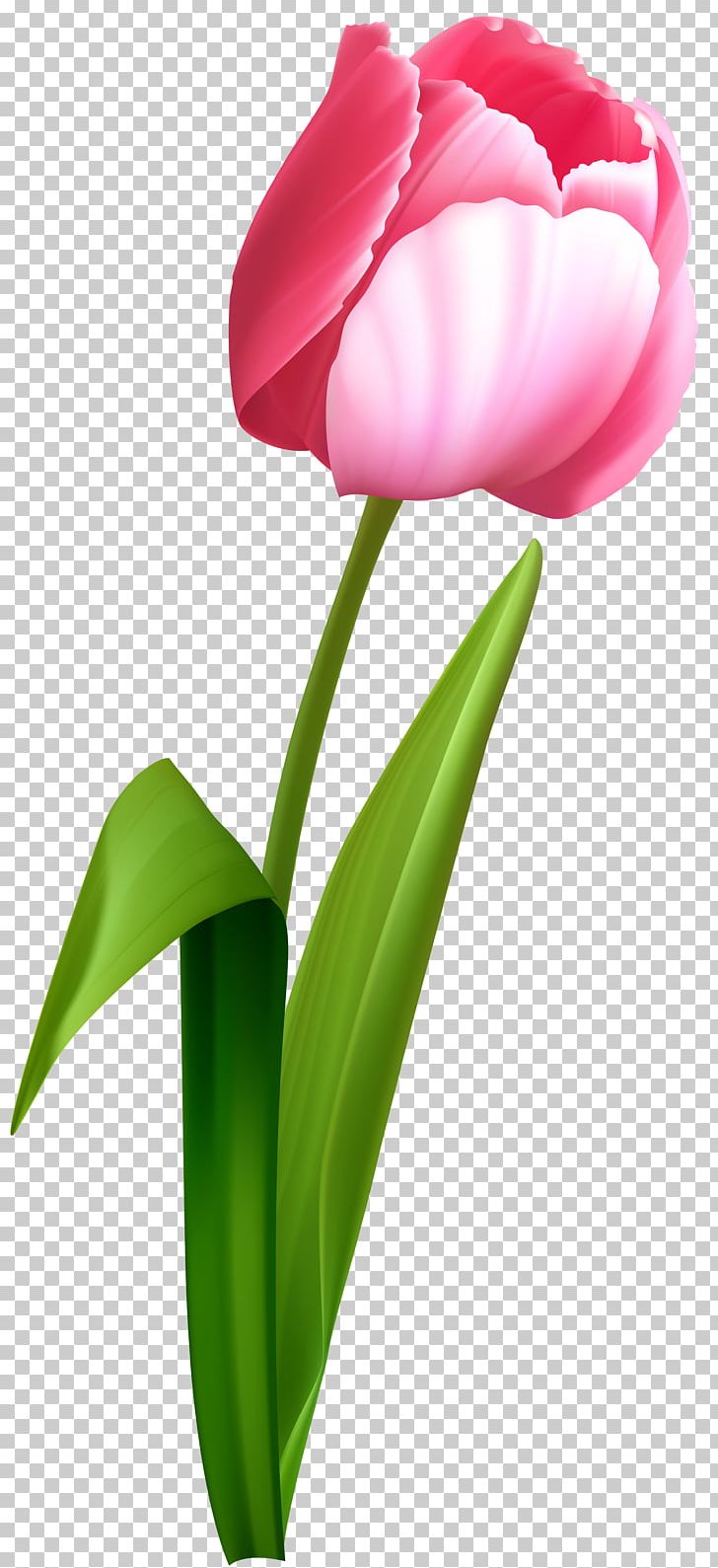 Tulip Desktop Flower PNG, Clipart, Art, Clip Art, Computer Wallpaper, Cut Flowers, Desktop Wallpaper Free PNG Download
