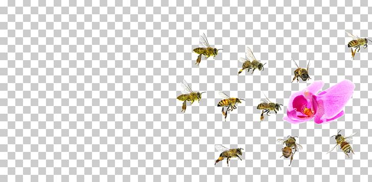 Western Honey Bee Insect Beehive PNG, Clipart, Arthropod, Bee, Beehive, Bumblebee, Butterfly Free PNG Download