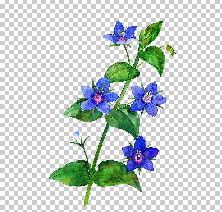 Bellflower Scorpion Grasses Annual Plant Herbaceous Plant Gentian PNG, Clipart, Bellflower Family, Borage Family, Cartoon, Dayflower, Decoration Free PNG Download