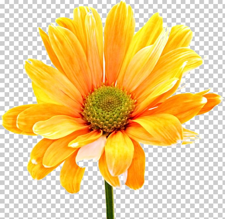 Floral Design Cut Flowers Orange Stock Photography PNG, Clipart, Annual Plant, Chamomile, Chrysanths, Color, Colorful Free PNG Download