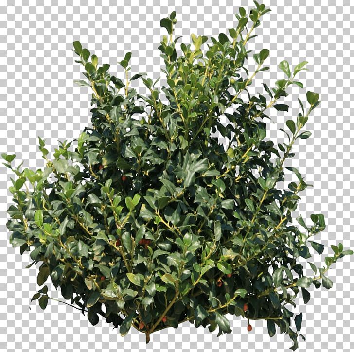 Holly Bush PNG, Clipart, Bushes And Branches, Nature Free PNG Download