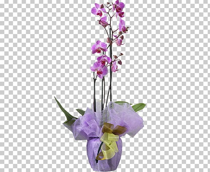 Moth Orchids Flower Plant Dendrobium PNG, Clipart, Artificial Flower, Blume, Cattleya, Cattleya Orchids, Cut Flowers Free PNG Download