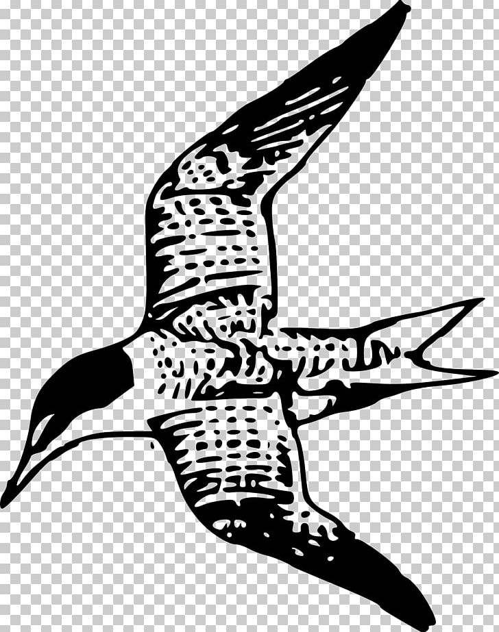 Bird Drawing Common Tern PNG, Clipart, Animals, Arctic Tern, Art, Artwork, Beak Free PNG Download