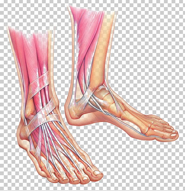 Foot Anatomy Muscle Ankle Bone PNG, Clipart, Anatomy, Ankle, Ankle Bone, Arches Of The Foot, Arm Free PNG Download