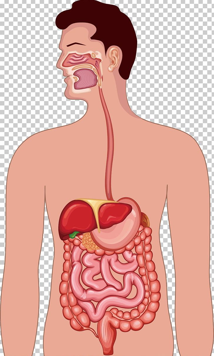 Gastrointestinal Tract Human Digestive System Anatomy Illustration PNG, Clipart, Abdomen, Anatomy, Arm, Biology, Body Free PNG Download