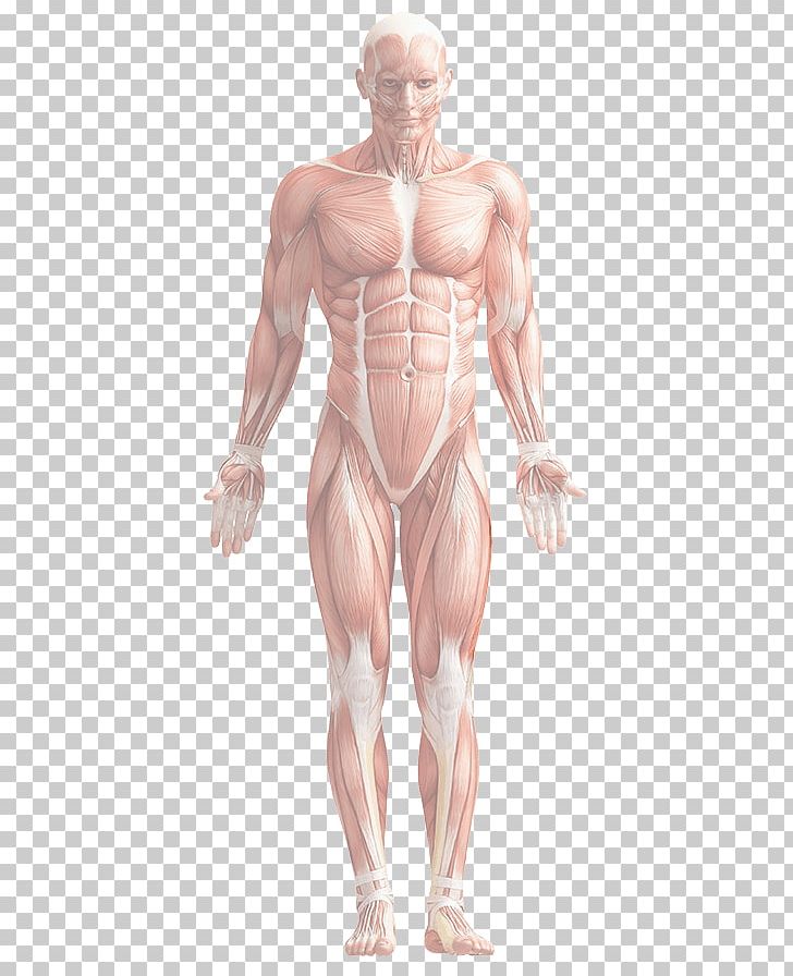 Human Body Human Anatomy Rectus Femoris Muscle PNG, Clipart, Abdomen, Anatomy, Arm, Body, Bodybuilder Free PNG Download