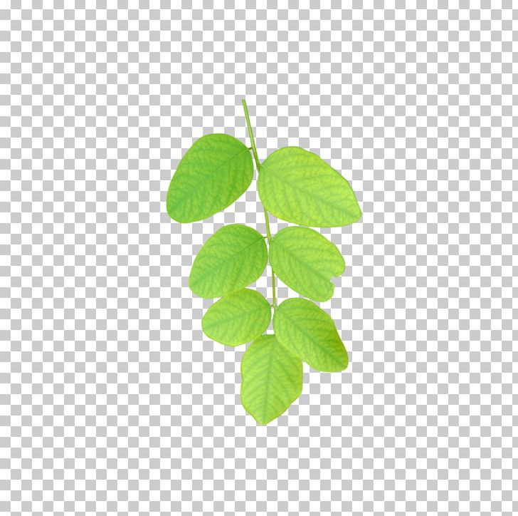 VIZITKA.GE Nature Simile Architectural Engineering Statute PNG, Clipart, Autumn Leaves, Banana Leaves, Branch, Category Of Being, Catering Free PNG Download