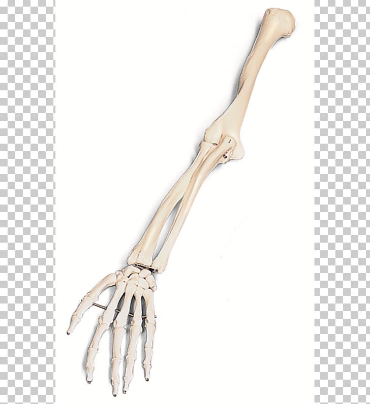 Arm Human Skeleton Bone PNG, Clipart, Anatomy, Arm, Bone, Clavicle, Clip Art Free PNG Download