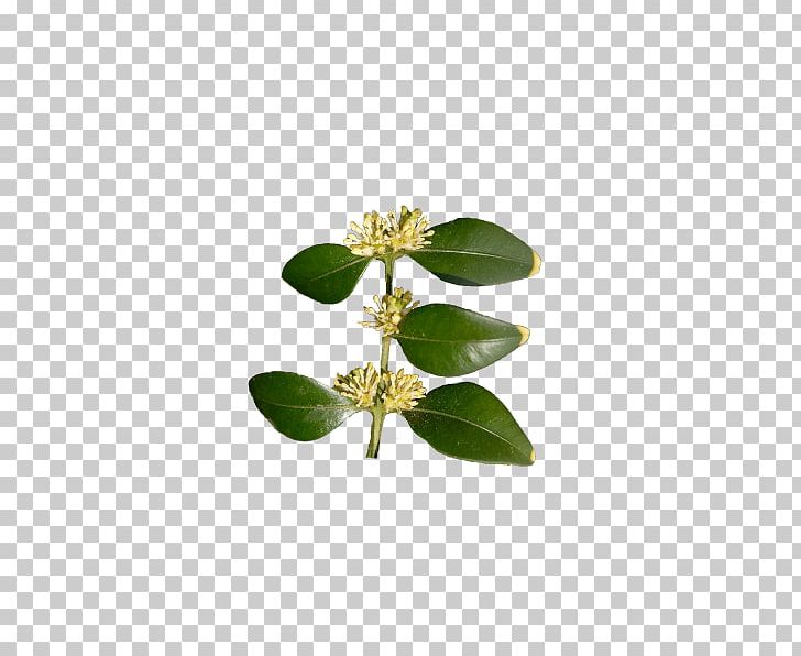 Buxus Sempervirens Leaf Shrub Buxus Microphylla Hedge PNG, Clipart, Bonsai, Box, Buxus Microphylla, Buxus Sempervirens, Clickandgreen Gmbh Free PNG Download