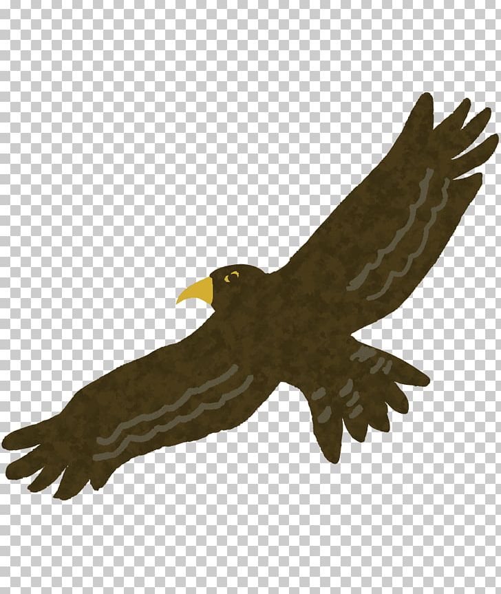Eagle Hawk Buzzard Hatsuyume PNG, Clipart, Accipitriformes, Animals, Beak, Bird, Bird Of Prey Free PNG Download