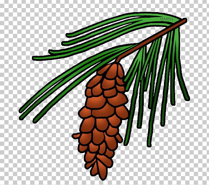 Longleaf Pine Loblolly Pine Conifer Cone Tree PNG, Clipart, Artwork, Branch, Clip Art, Commodity, Cone Free PNG Download
