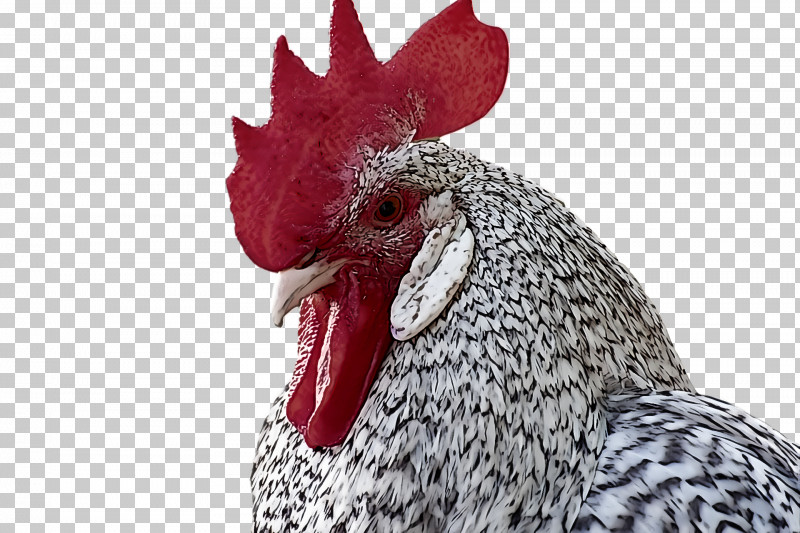 Fowl Chicken Rooster Poultry Beak PNG, Clipart, Beak, Chicken, Closeup, Fowl, Poultry Free PNG Download