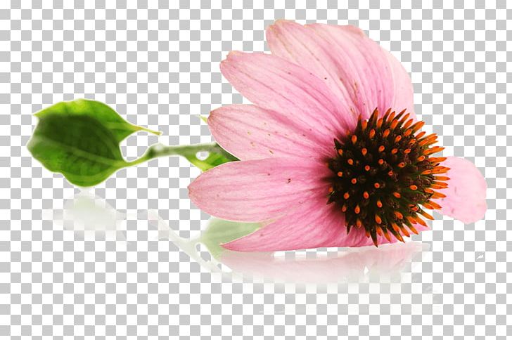 Echinacea Purpurea Mug Coneflower PNG, Clipart, Coneflower, Daisy, Daisy Family, Echinacea Purpurea, Flower Free PNG Download