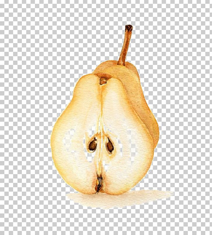 Pyrus Nivalis Apple Sydney Rock Candy PNG, Clipart, Adobe Illustrator, Apple, Apple Sydney, Cartoon, Cartoon  Free PNG Download