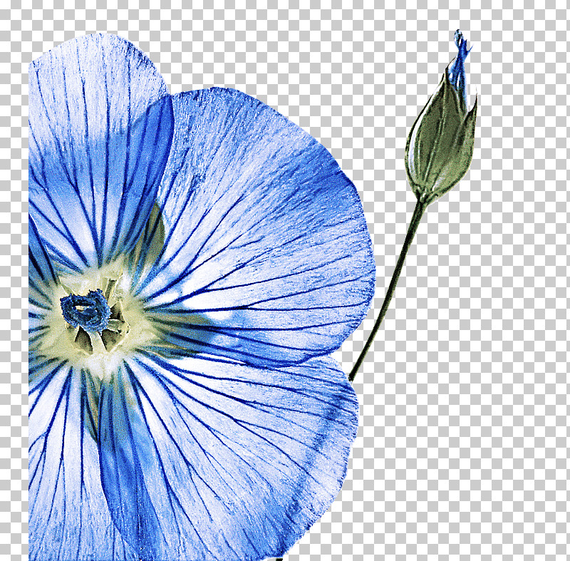 Blue Flower Plant Petal Morning Glory PNG, Clipart, Balloon Flower, Blue, Flower, Gentiana, Morning Glory Free PNG Download