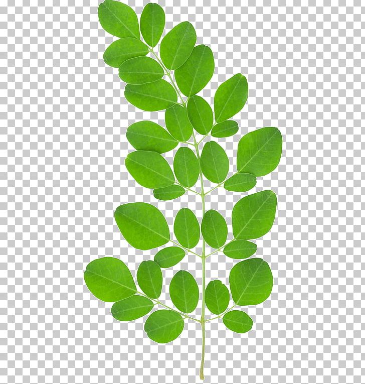 Drumstick Tree Dietary Supplement Vitamin A Plant PNG, Clipart, Brassicales, Capsule, Dietary Supplement, Drumstick Tree, Food Free PNG Download