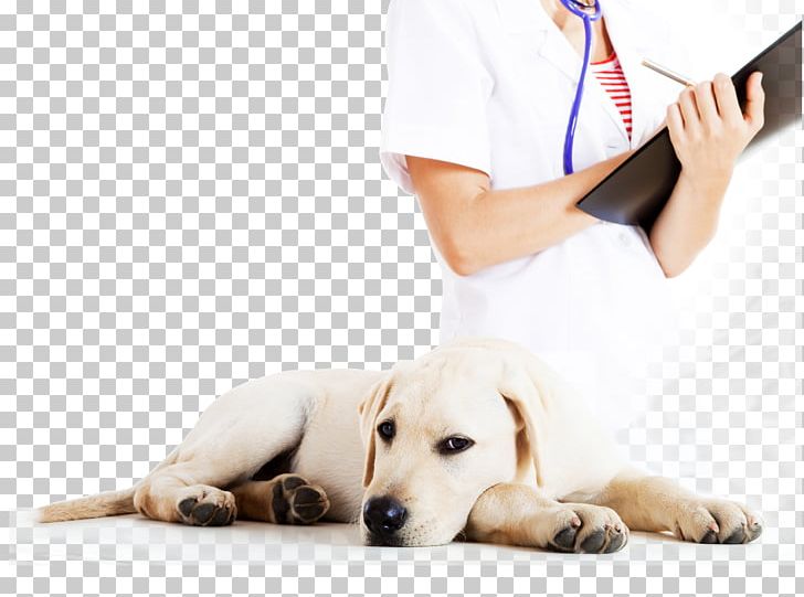 Great Dane Veterinary Medicine Veterinarian Labrador Retriever Pet PNG, Clipart, Animal, Canine Influenza, Carnivoran, Companion Dog, Dog Free PNG Download