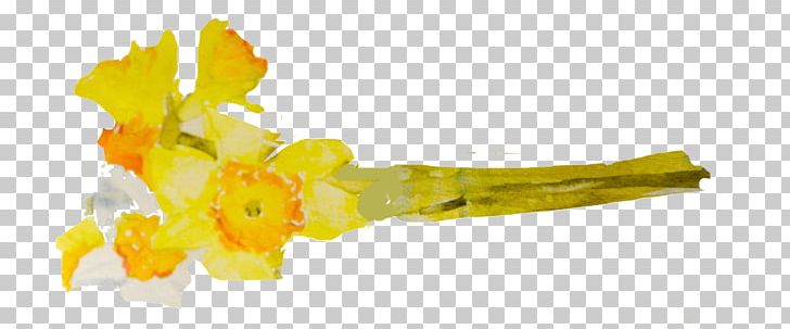 Watercolor Painting Daffodil Cut Flowers Photography PNG, Clipart, Cut Flowers, Daffodil, Flower, Gift, Information Free PNG Download