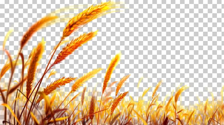 Wheat Gold PNG, Clipart, Bread, Cereal, Closeup, Commodity, Common Wheat Free PNG Download