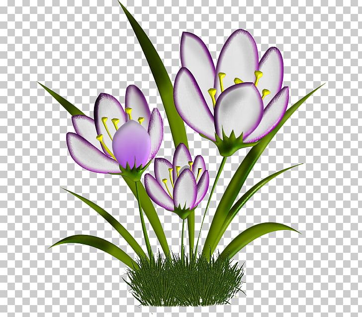 Crocus Cut Flowers Plant Stem Herbaceous Plant PNG, Clipart, Crocus, Cut Flowers, Flora, Flower, Flowering Plant Free PNG Download